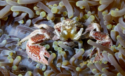Philippines 2023 - Anilao - DSC06860 Spotted porcelain anemone crab Crabe porcelaine tachete des anemones - Neopetrolisthes ohshimai